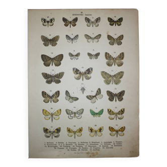 Gravure ancienne de Papillons - Lithographie de 1887 - Sabinata - Illustration originale