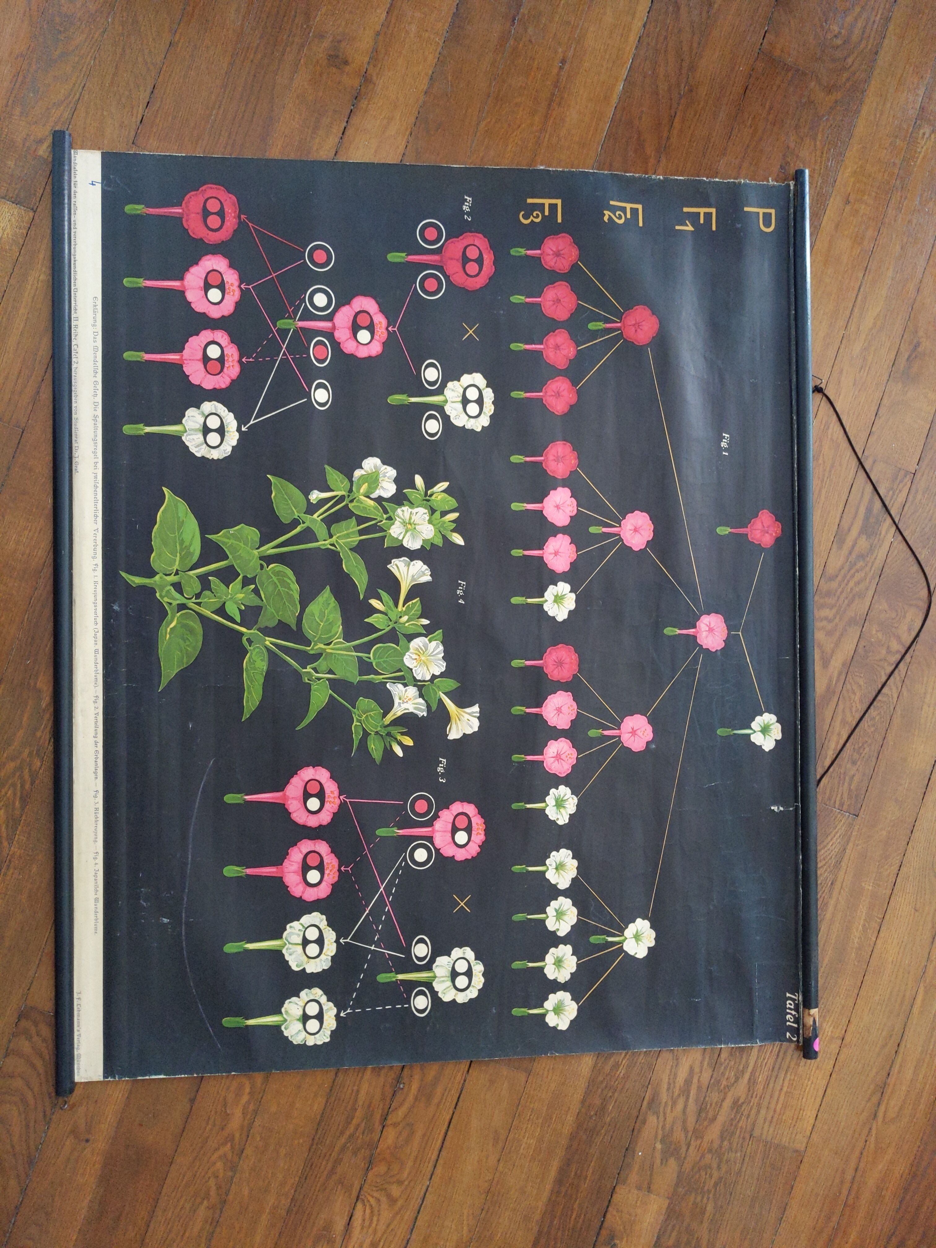 Old school poster botanical pedagogical board flower painted canvas