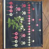 Old school poster botanical pedagogical board flower painted canvas