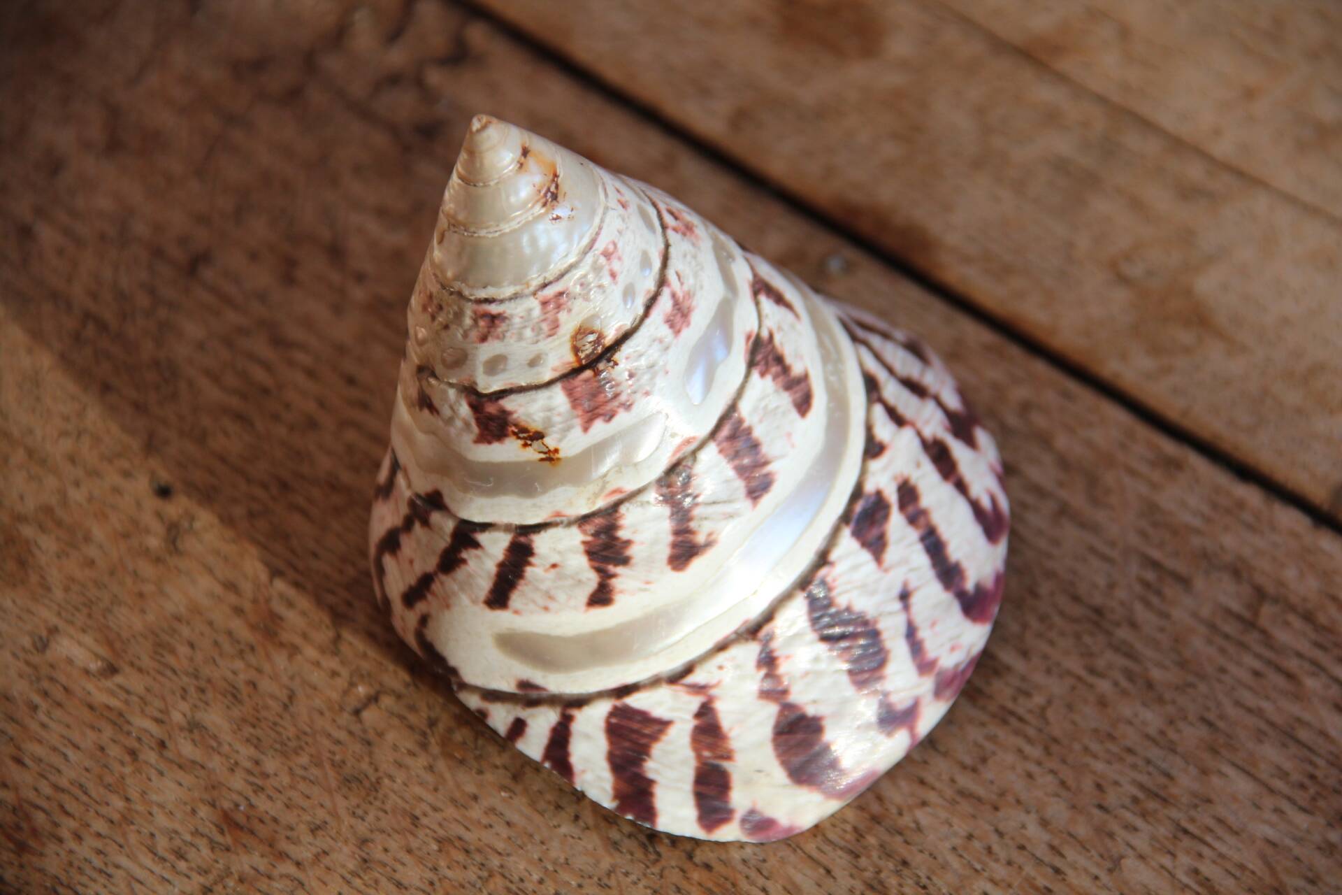 Trochus shell