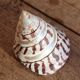 Trochus shell