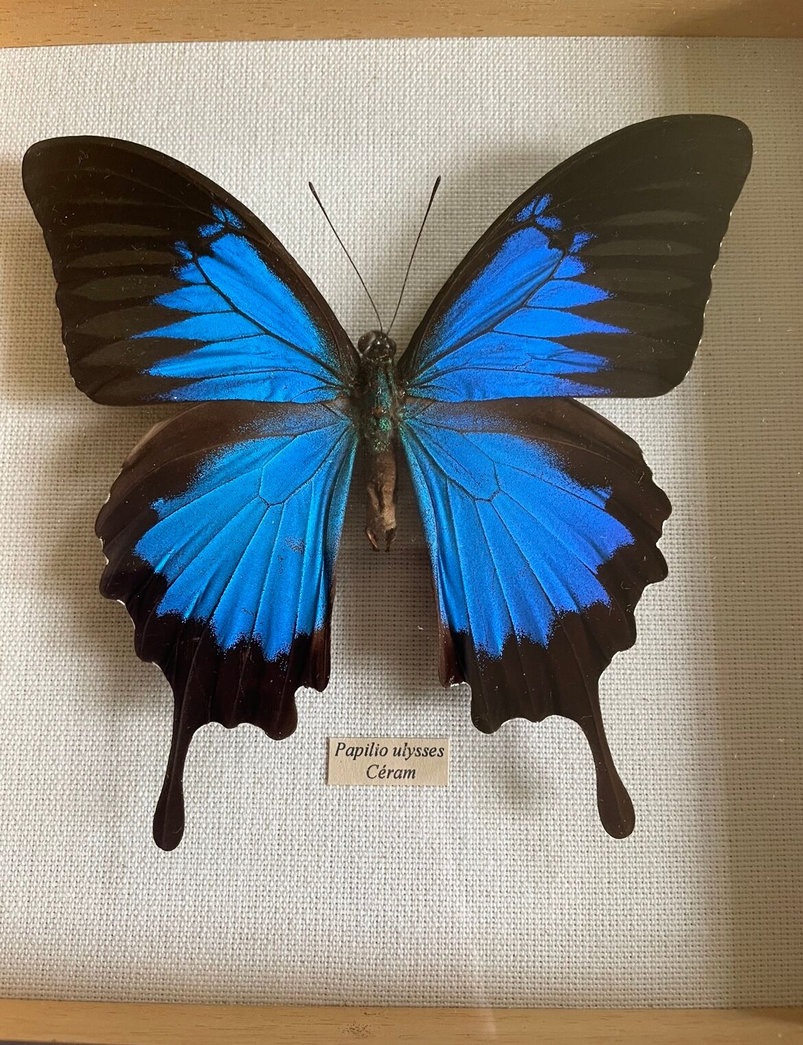 Naturalized butterfly frame