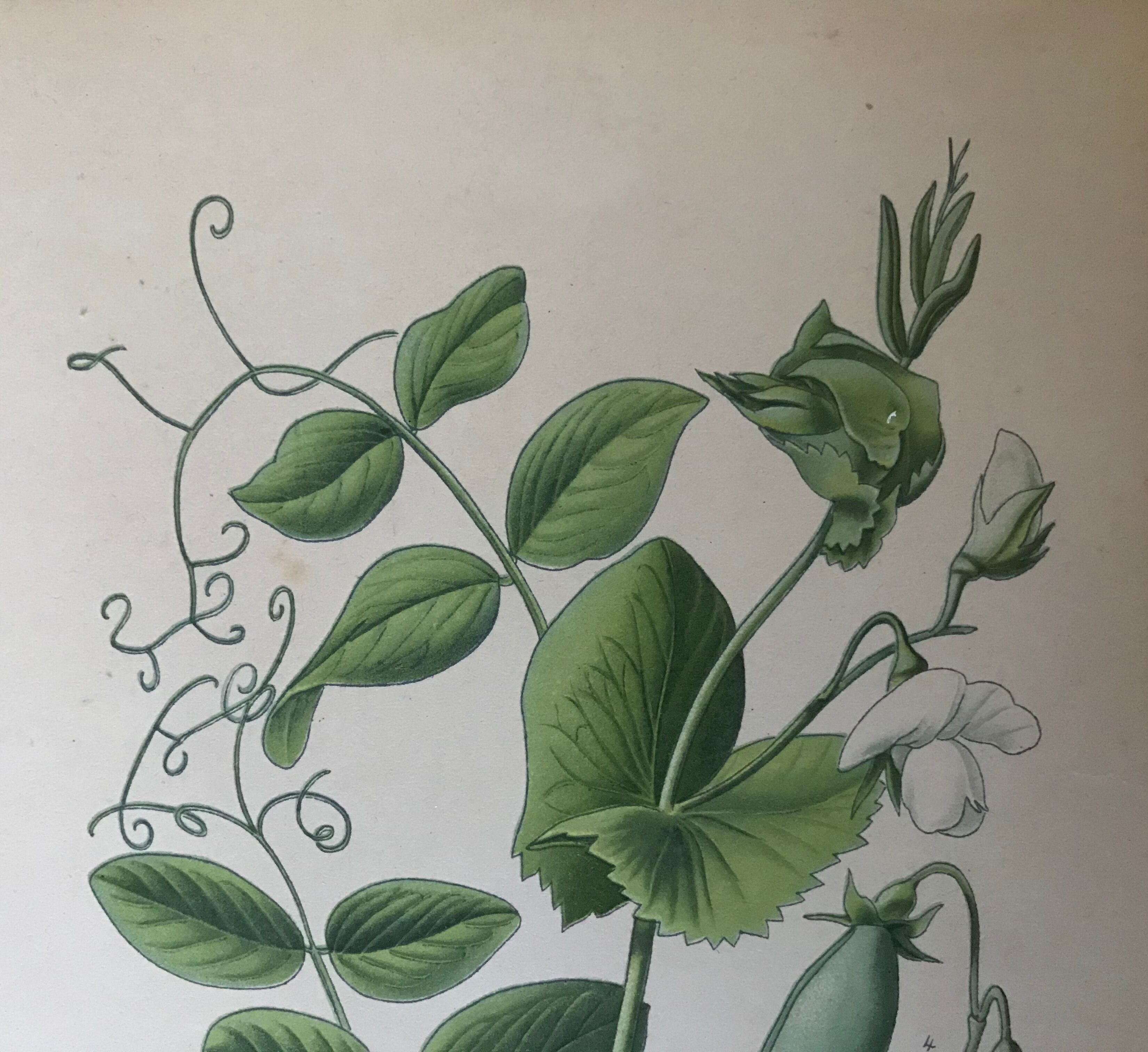 Ancient botanical boards