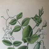 Ancient botanical boards