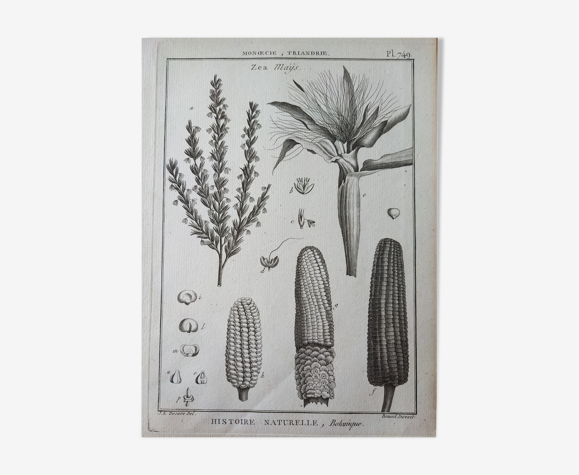 Gravure lithographie estampe botanique encyclopédie histoire naturelle XVIIIeme siècle