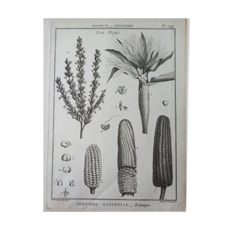 Gravure lithographie estampe botanique encyclopédie histoire naturelle XVIIIeme siècle