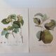 Botanic posters