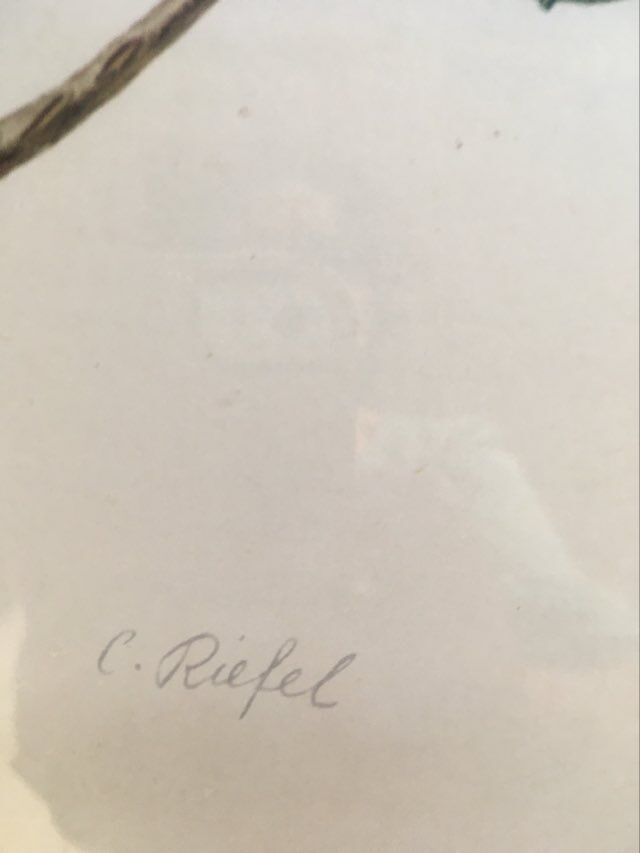 Botanical setting Rhododendron Wardii by Riefel