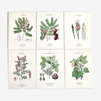 Lot de 6 planches de botanique