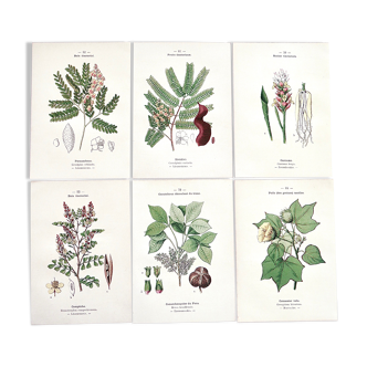 Lot de 6 planches de botanique