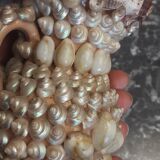 Vase terracotta shells - year 70