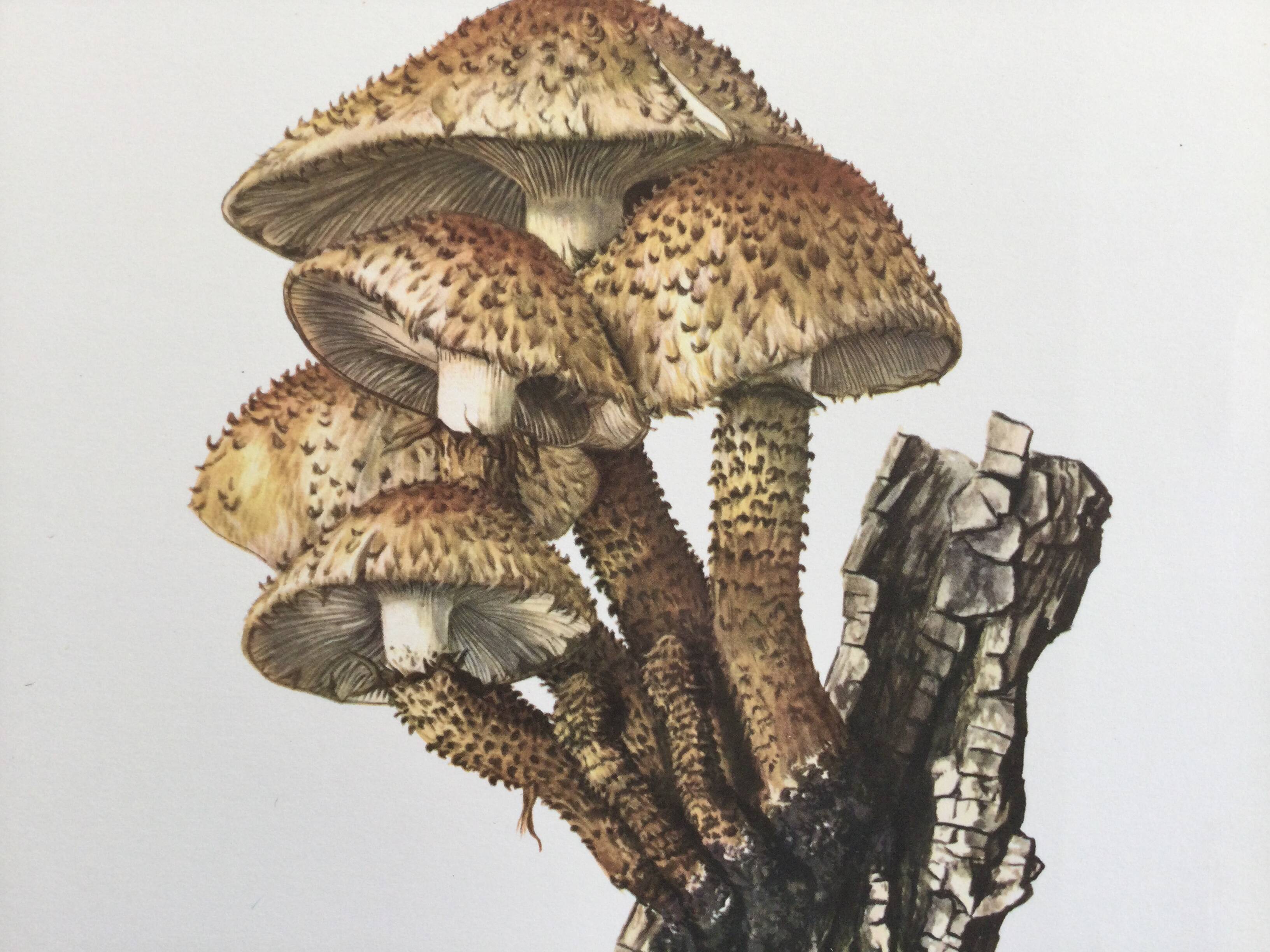 Botanical Illustration Mushroom Pholiote Vintage Print 1962