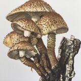 Botanical Illustration Mushroom Pholiote Vintage Print 1962