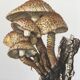 Botanical Illustration Mushroom Pholiote Vintage Print 1962
