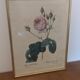 Frame Dreaded rose bush