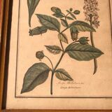 Former botanical plank vegan tampon relief with wood frame