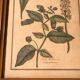 Ancienne planche botanique végétaux tampon relief avec cadre bois vintage