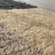 Thick vintage Berber rug, 100% handwoven sheep wool.
