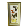 Vintage butterfly frame