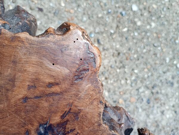 Table basse style brutaliste en loupe d'orme