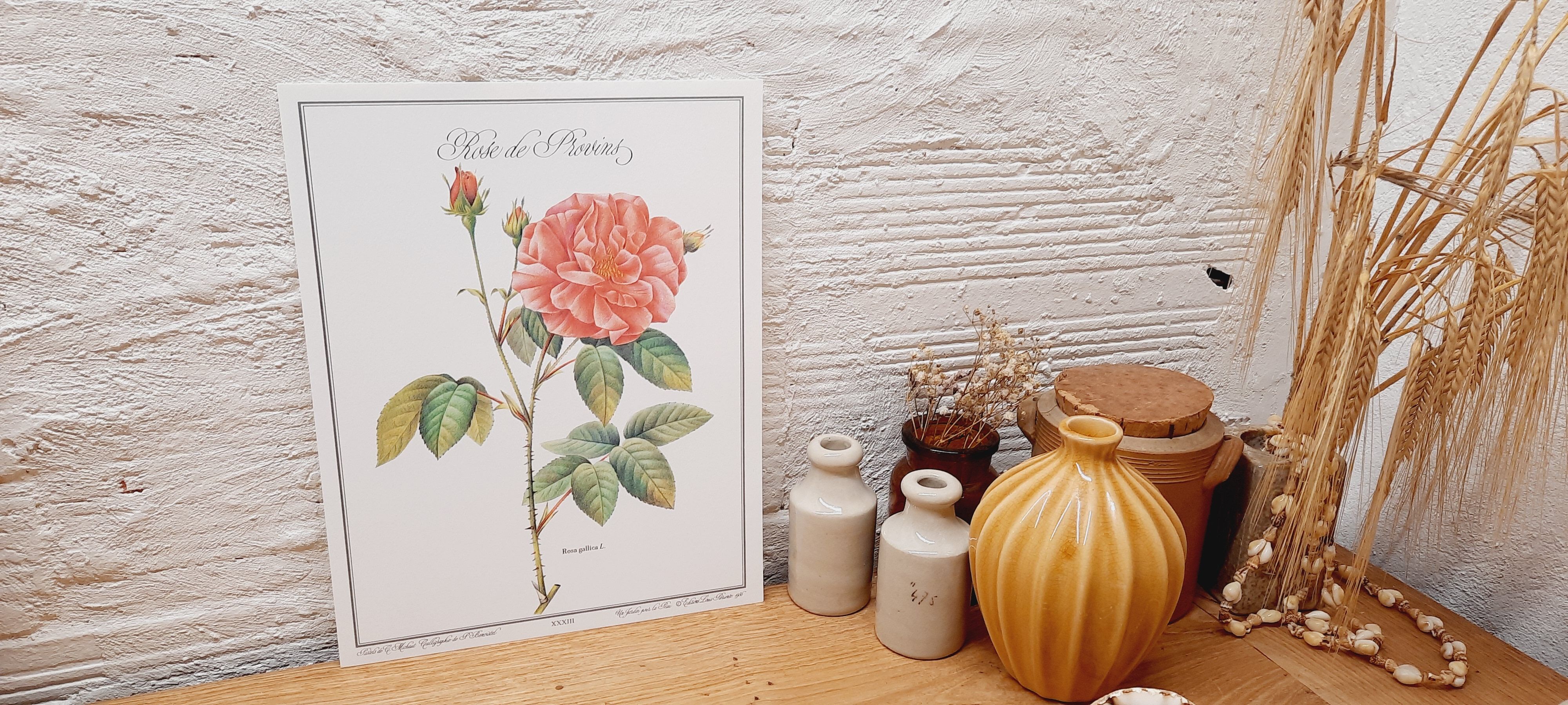 Botanical plate Rose de Provins