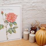 Botanical plate Rose de Provins