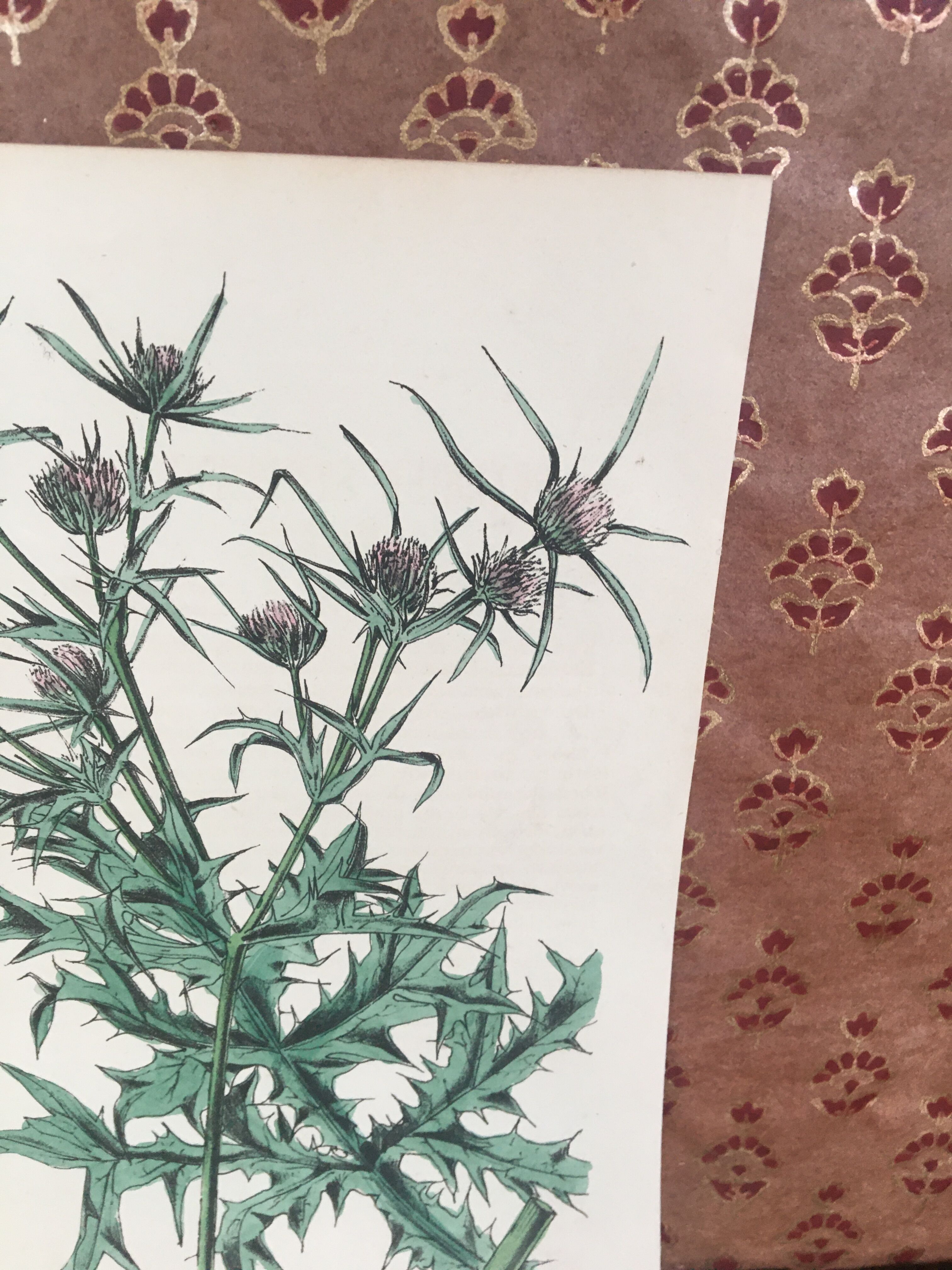 Botanical board, Ed London 1878