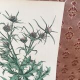 Botanical board, Ed London 1878