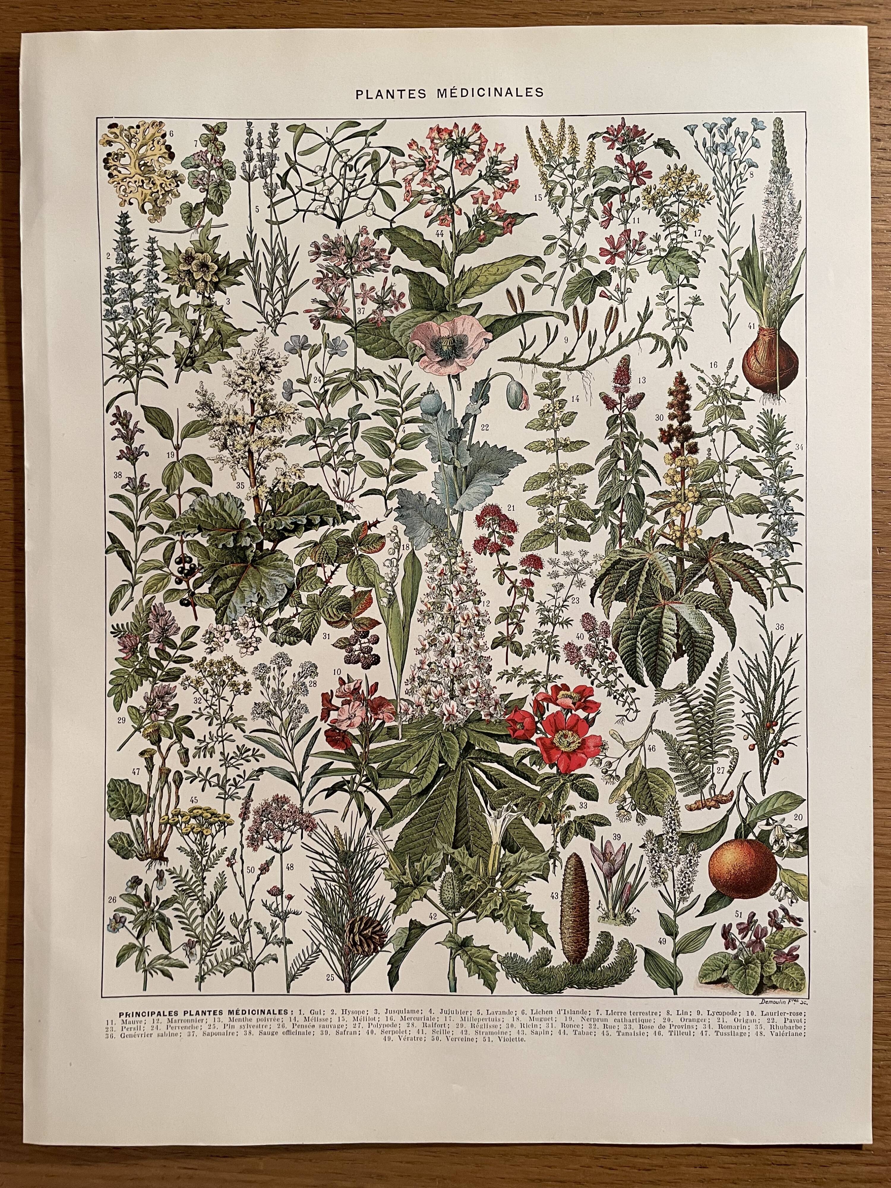 Lithograph on medicinal plants (mistletoe), 1930