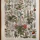 Lithograph on medicinal plants (mistletoe), 1930
