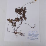 Set of 6 herbarium boards
