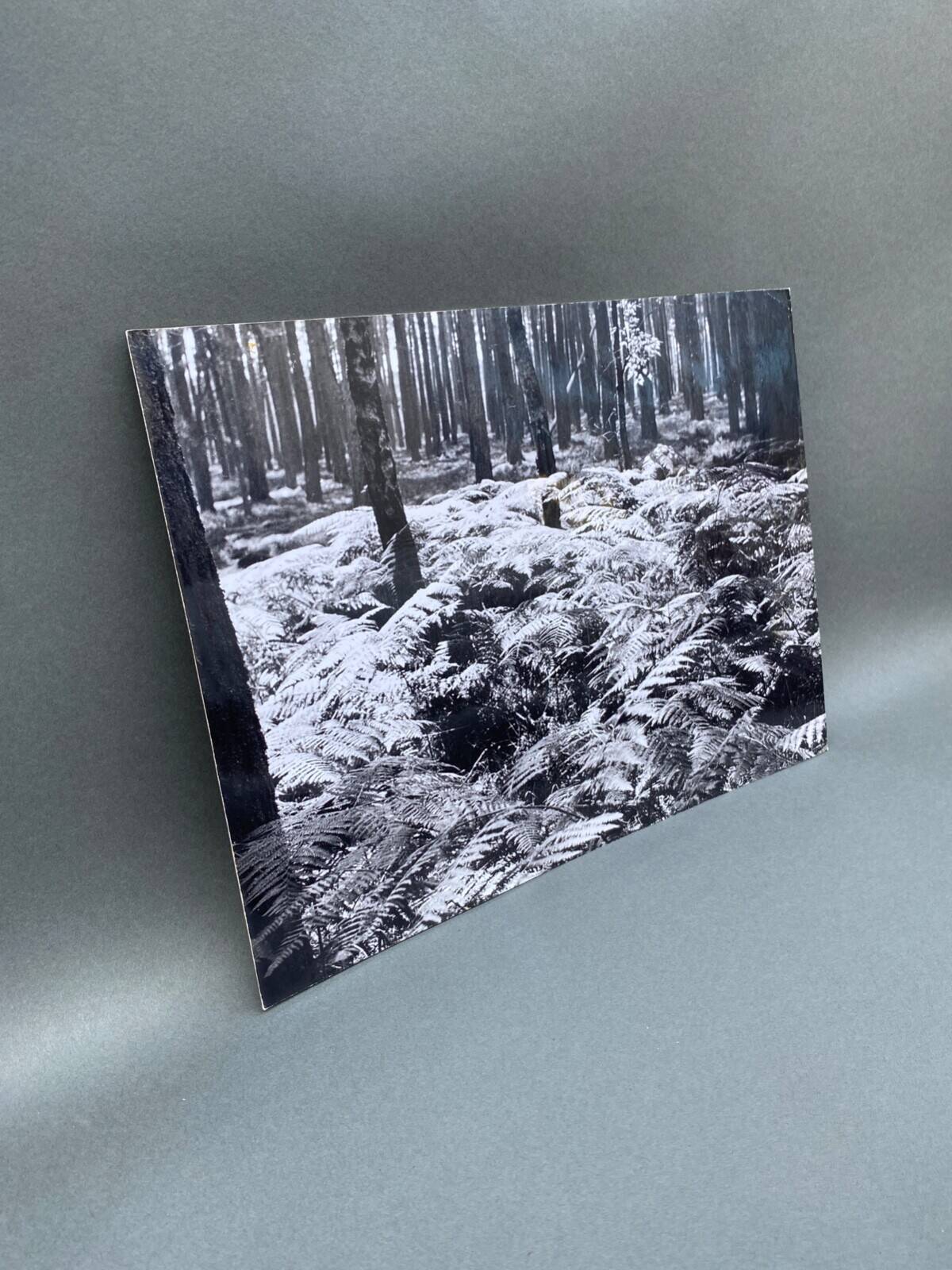 Silver gelatin photograph by Bernard Darot, 20th century, AFIAP Photo Club Nantais, in the forest