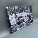 Silver gelatin photograph by Bernard Darot, 20th century, AFIAP Photo Club Nantais, in the forest