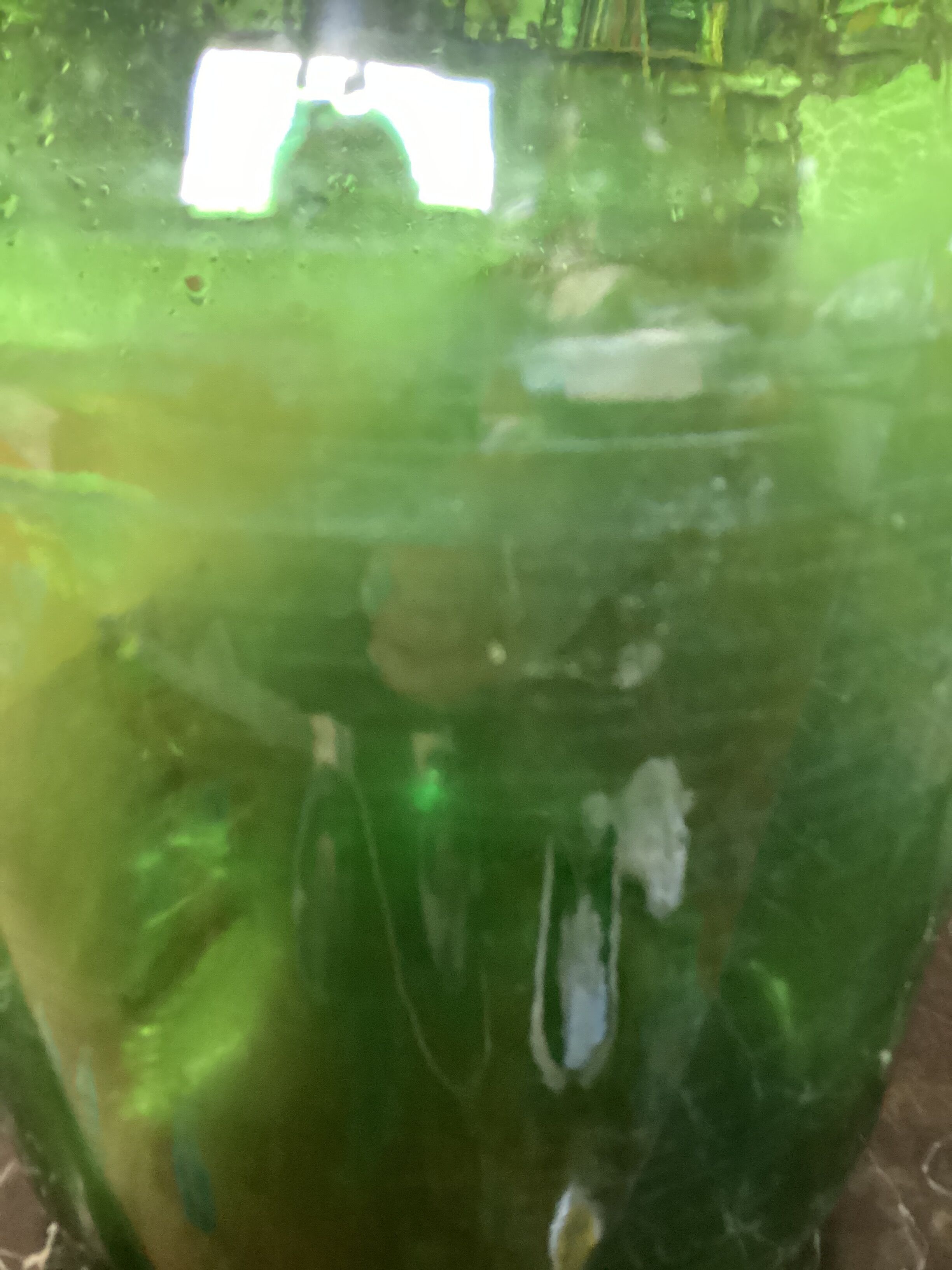 Lady -jeanne bottle dark green color - 6 liters