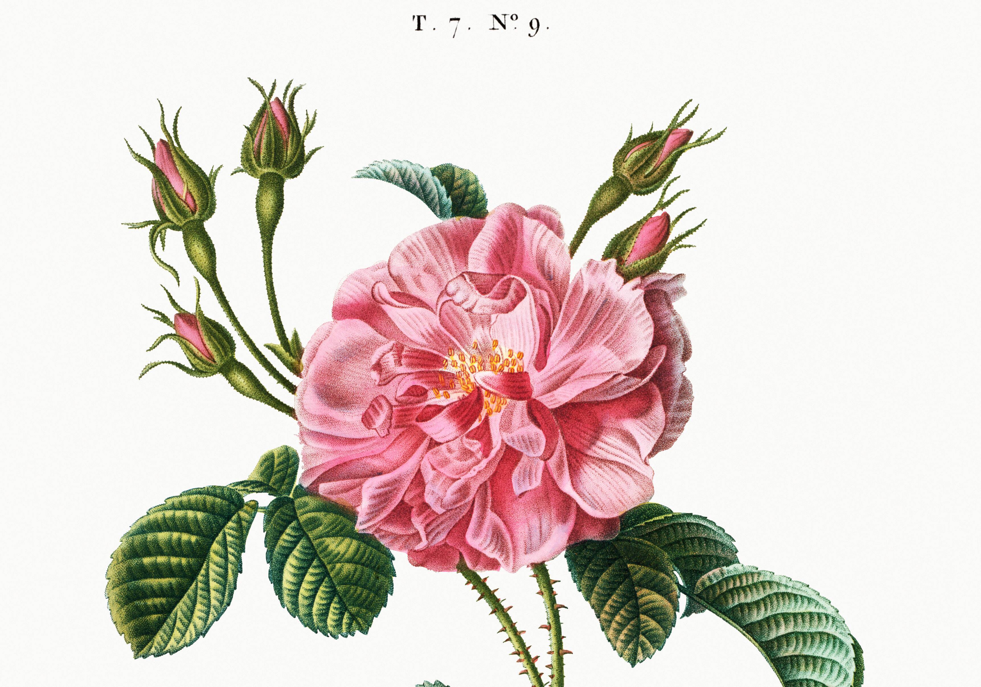 Botanical poster about a rosebush, after an old engraving from 1802