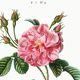 Botanical poster about a rosebush, after an old engraving from 1802