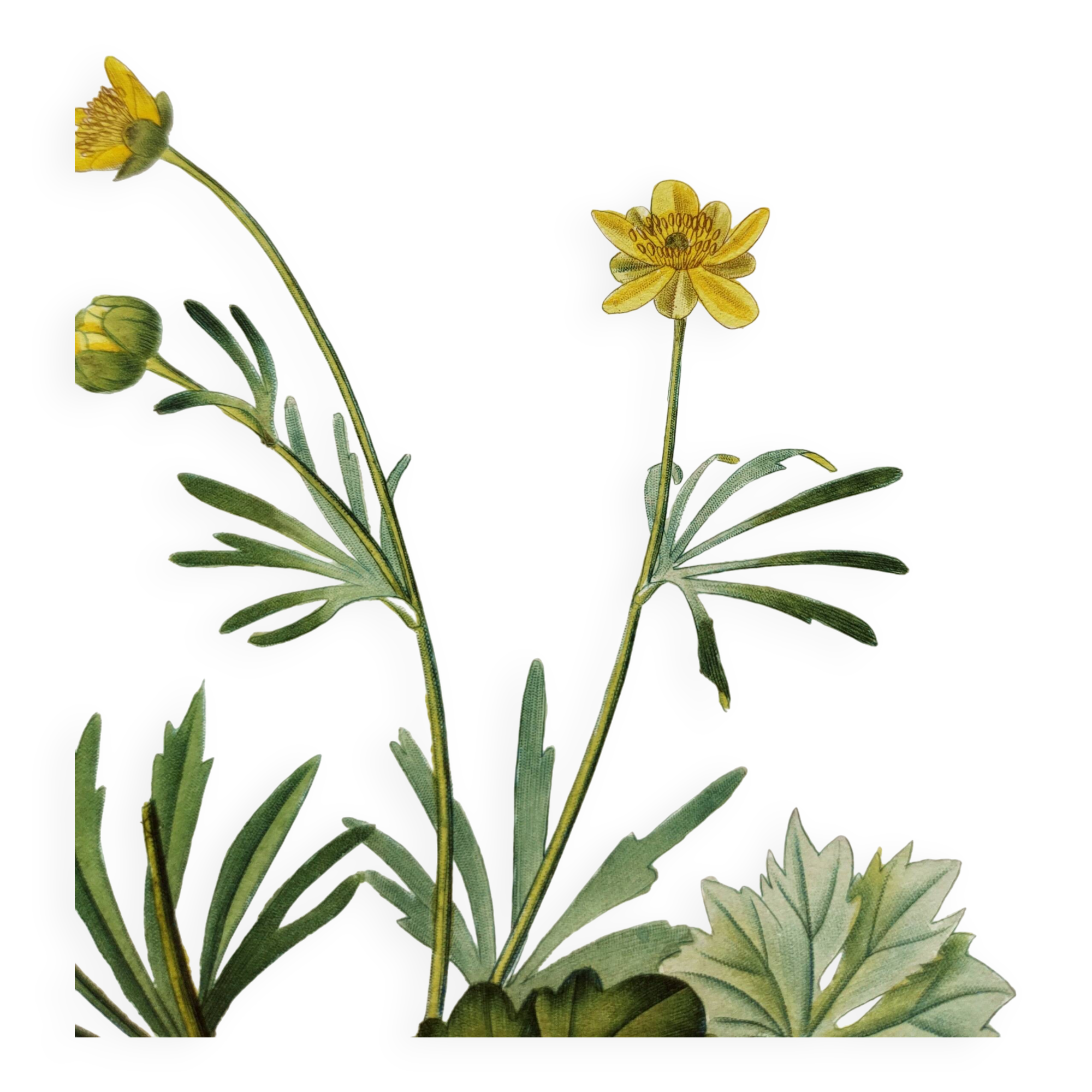 Antique botanical engraving from 1829 - Golden buttercup - By Poiteau. Flower