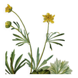 Gravure botanique ancienne de 1829 - Renoncule dorée- Par Poiteau. Fleur