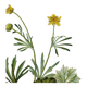 Antique botanical engraving from 1829 - Golden buttercup - By Poiteau. Flower