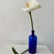 Cobalt blue glass pharmacy bottle