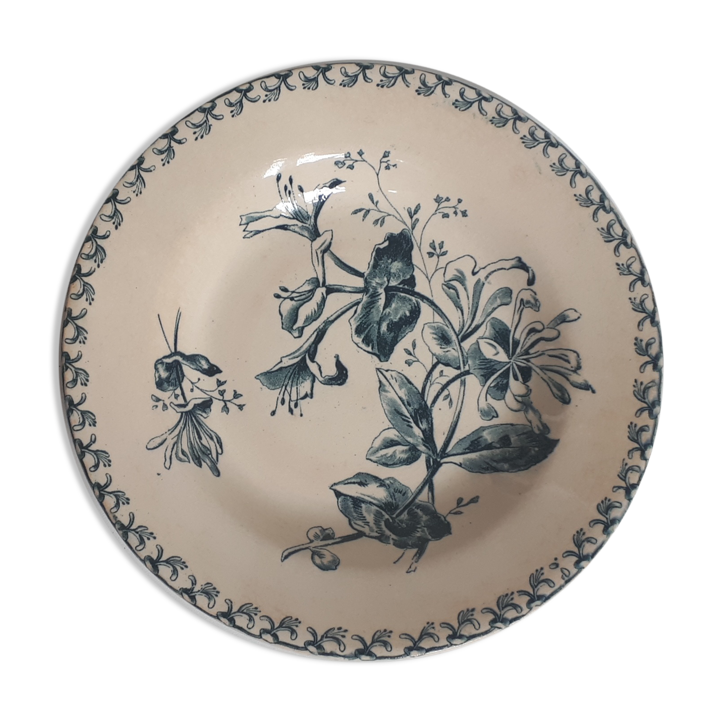 Chevrefeuille Terre de fer plate