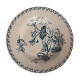 Chevrefeuille Terre de fer plate