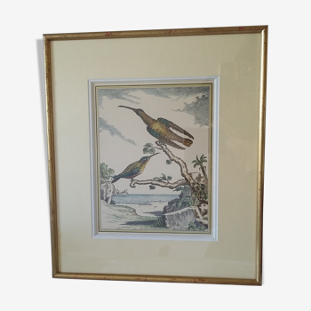 Golden framed hummingbirds