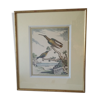 Golden framed hummingbirds