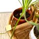 Porte bouteilles vintage , porte plantes en rotin tressé
