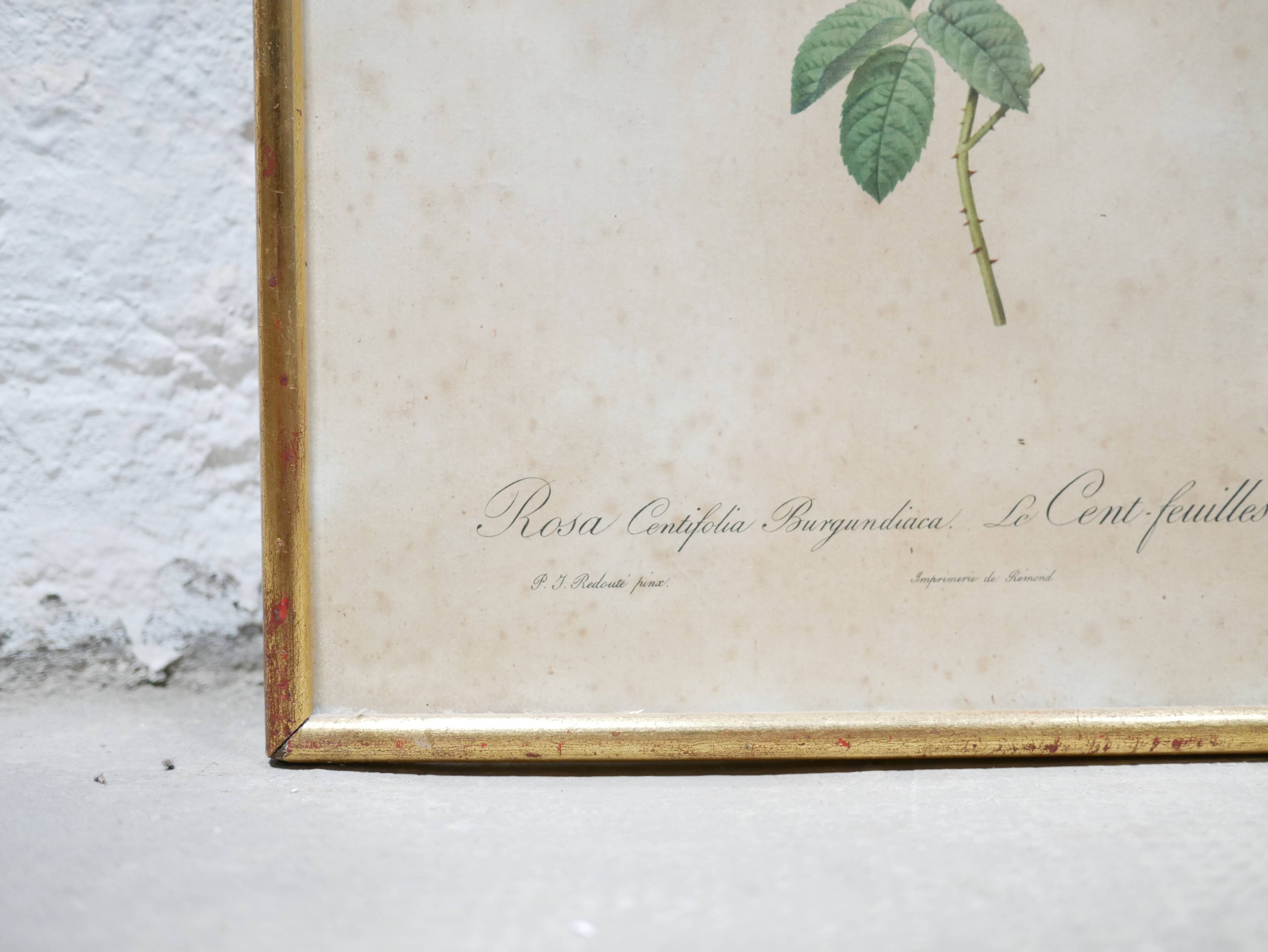 Vintage botanical poster Rosa Centifolia Burgundiaca by P.J.Redouté
