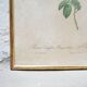 Vintage botanical poster Rosa Centifolia Burgundiaca by P.J.Redouté
