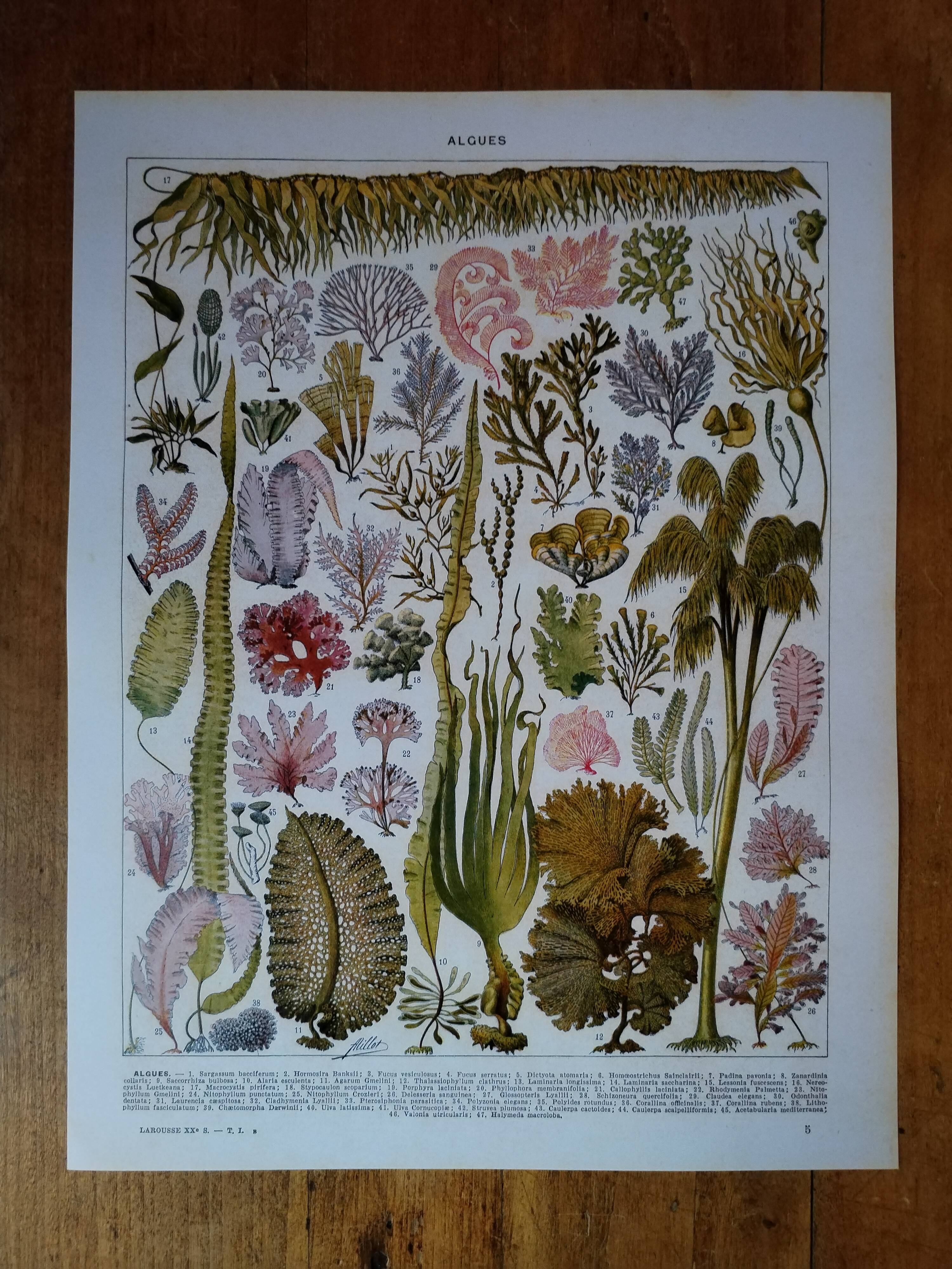 Original lithograph on algae