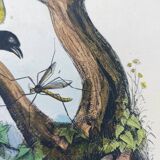 Old engraving from 1838 - Weaver and its nest - Hand-colored plate. zoology and ornithology