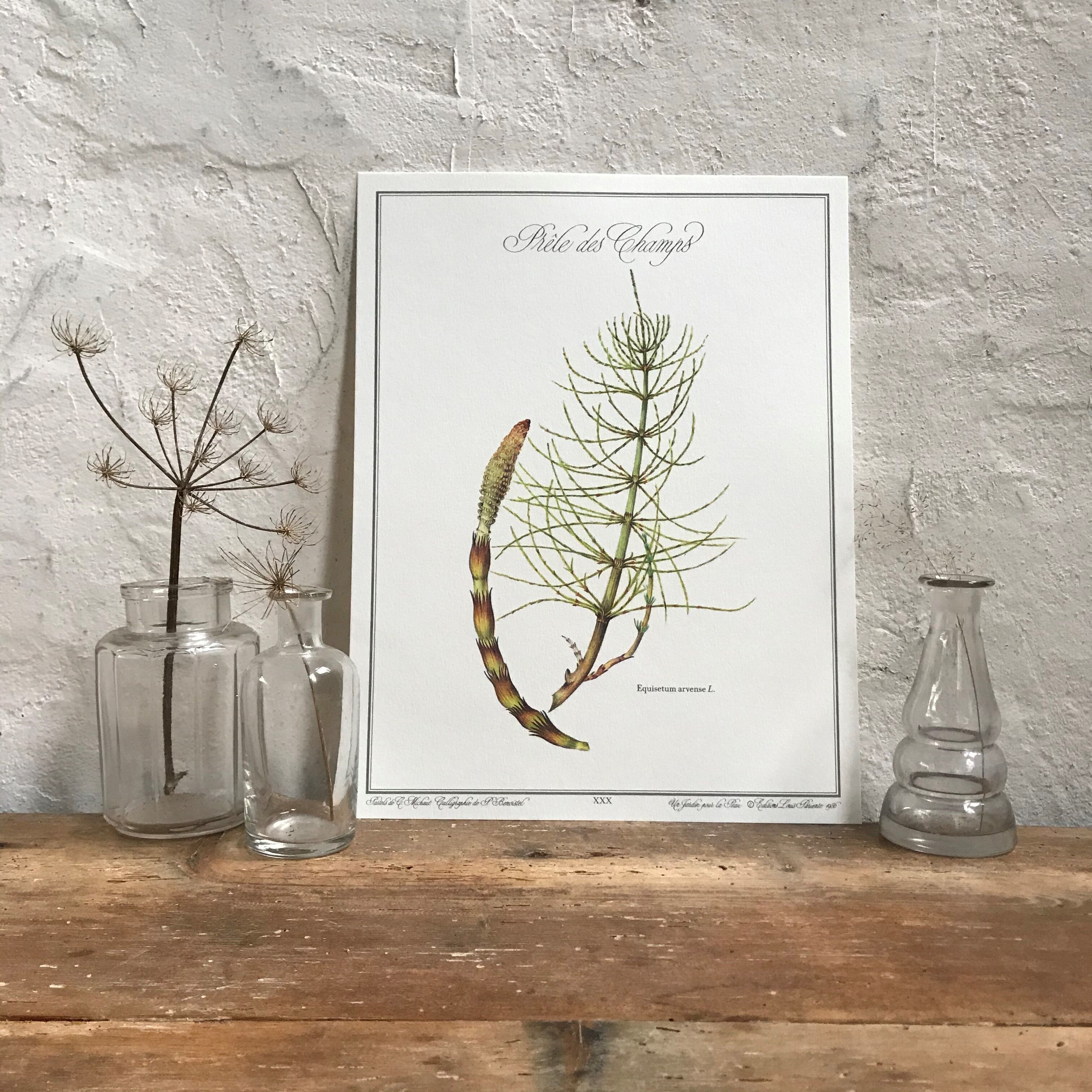 Botanical plank the Prêle des Champs